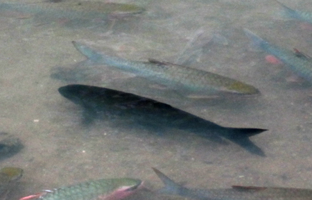 Đổ[-]xô[-]xem[-]"Cá[-]Chúa"[-]ở[-]suối[-]Cá[-]Thần